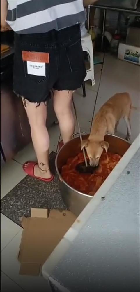 杭州餐馆解释“狗在盛饭桶进食”：是流浪狗进来偷吃，这部分食材已扔掉（图） - 1