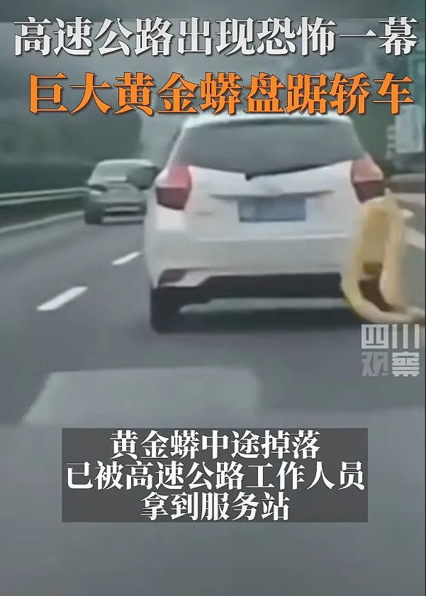 高速公路惊见“巨蟒缠车”，后方车主触目心惊（组图） - 2