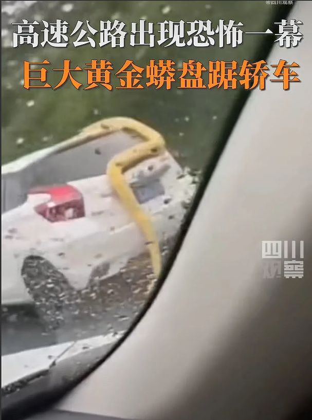 高速公路惊见“巨蟒缠车”，后方车主触目心惊（组图） - 4