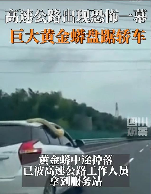 高速公路惊见“巨蟒缠车”，后方车主触目心惊（组图） - 3