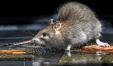 “米奇”出没！悉尼老鼠大量逃离下水道，躲藏至民宅栖息（组图）