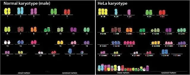 图：海拉细胞和人类细胞的染色体区别