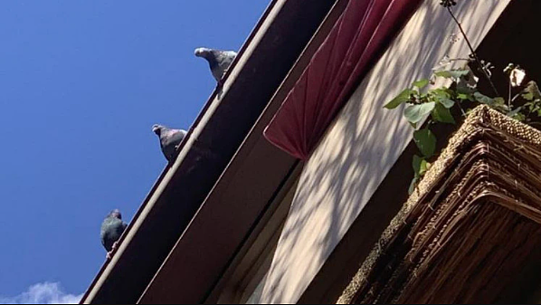 善良是种罪过？墨市东南区老人公寓喂鸽子，被处罚$2.4万，住所恐被没收并拍卖（组图） - 2