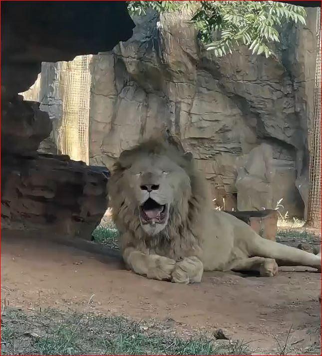 獅子躲在陰涼處避暑。（視頻截圖）