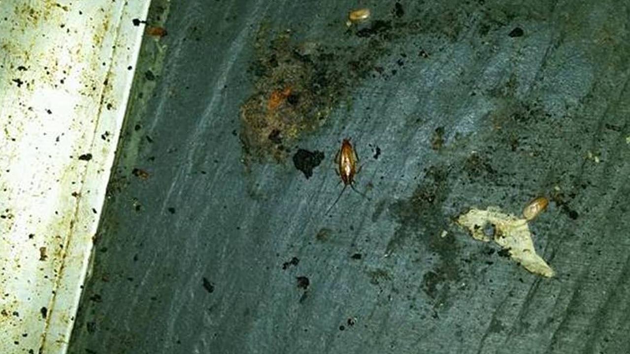 A photo of a live cockroach and egg casings seen by inspectors during the inspection.
