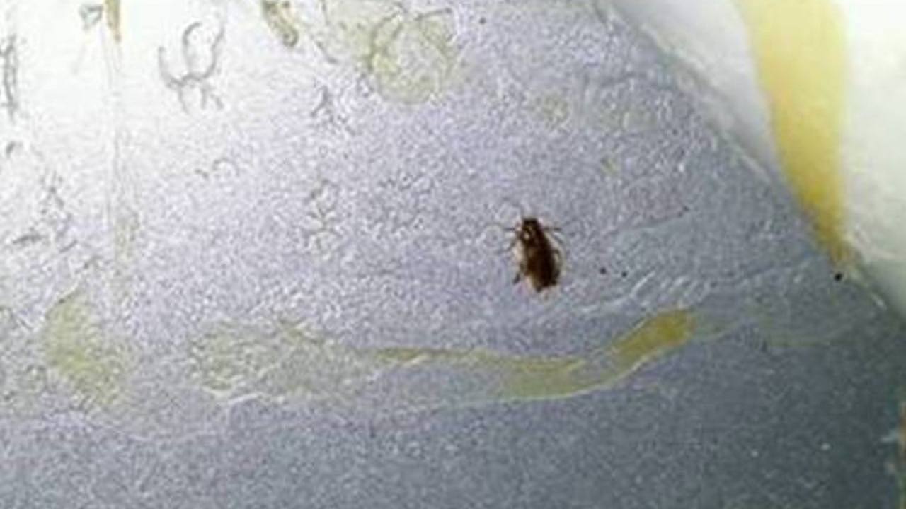 A photo of a live cockroach seen on a wall at the restaurant during the inspection.