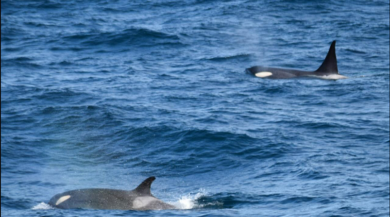 维州海岸首次出现罕见南极鲸鱼，男子：这种偶遇可能不会再有（组图） - 4