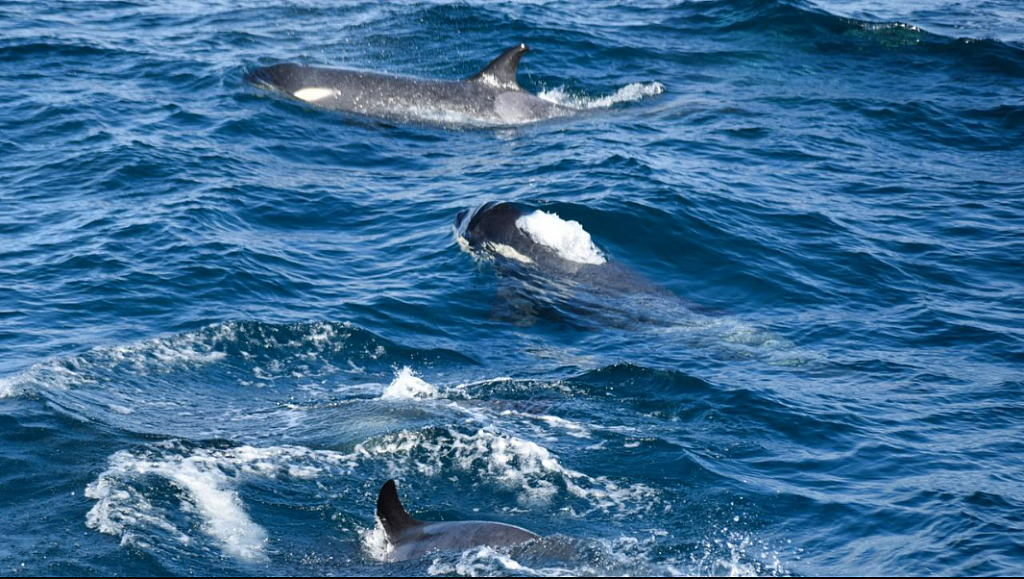 澳洲海岸出现罕见南极鲸鱼，男子：这种偶遇可能不会再有（组图） - 3