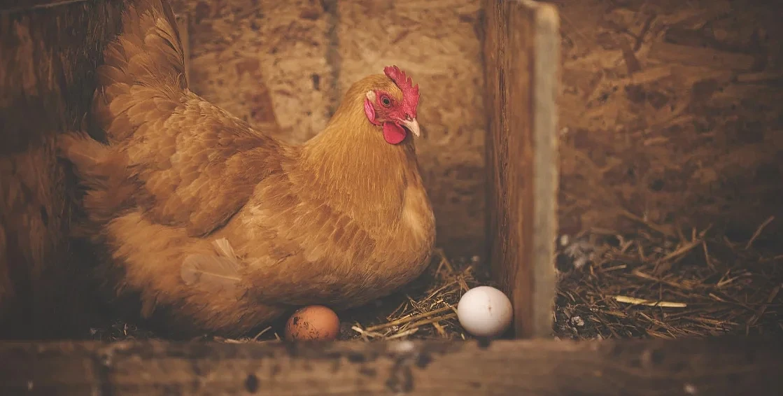 图：加州大学研究人员的研究显示，通过使母鸡获得免疫力，其鸡蛋中的抗体可以中和新冠病毒