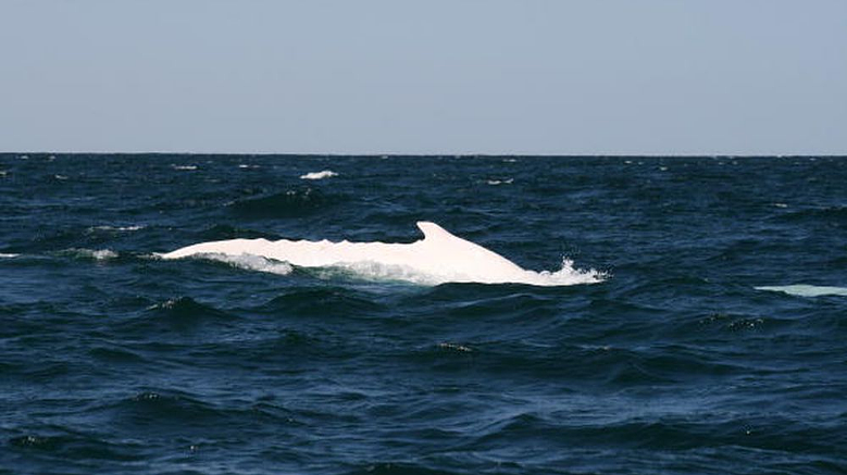 鲸鱼尸体冲上澳洲海岸，专家怀疑世界著名白鲸已死（组图） - 4