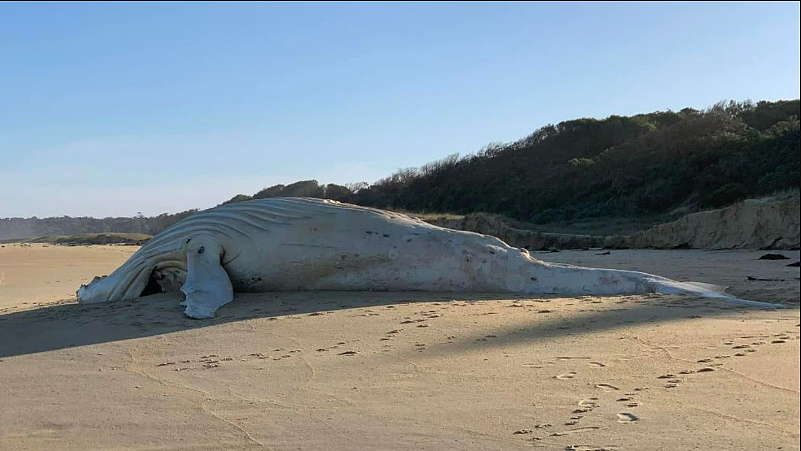 鲸鱼尸体冲上维州海岸，专家怀疑世界著名白鲸已死（组图） - 7