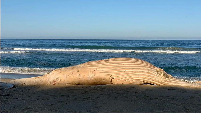 鲸鱼尸体冲上澳洲海岸，专家怀疑世界著名白鲸已死（组图） - 8