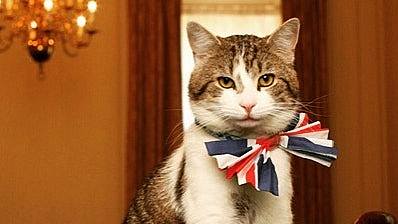 英国首席捕鼠大臣卷入首相争夺战「她」自曝最大弱点：有4只猫