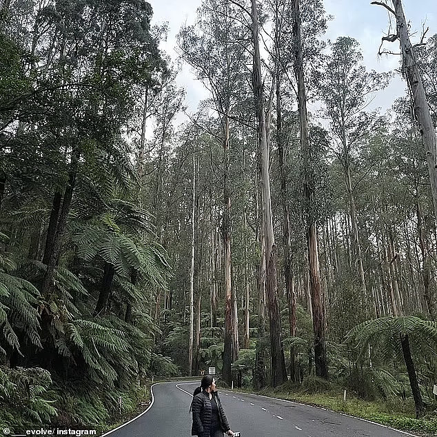 澳洲一森林公路获五星好评，游客大赞“人间天堂”：最好的自驾游路线（组图） - 2