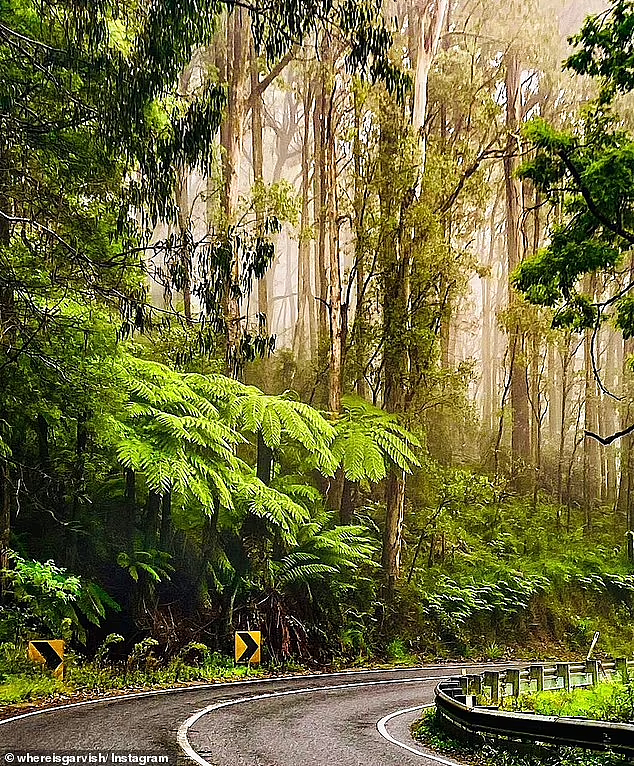 澳洲一森林公路获五星好评，游客大赞“人间天堂”：最好的自驾游路线（组图） - 4