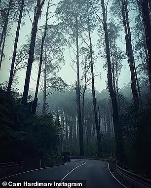 澳洲一森林公路获五星好评，游客大赞“人间天堂”：最好的自驾游路线（组图） - 7