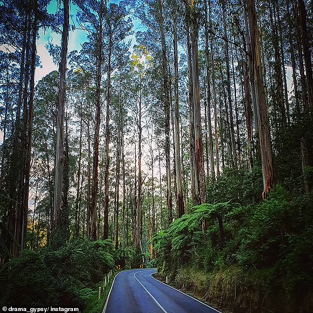 澳洲一森林公路获五星好评，游客大赞“人间天堂”：最好的自驾游路线（组图） - 5