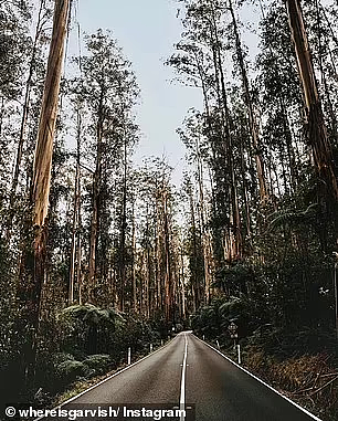 澳洲一森林公路获五星好评，游客大赞“人间天堂”：最好的自驾游路线（组图） - 6