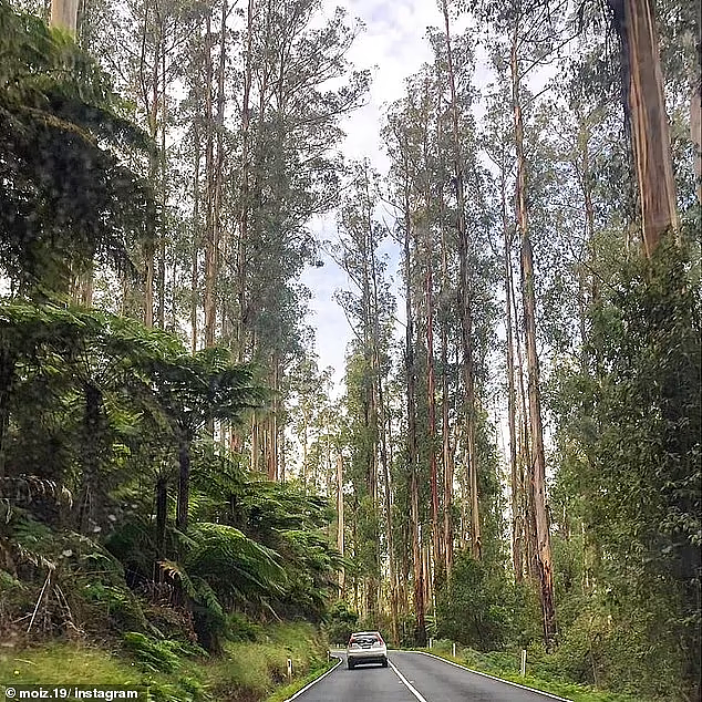 澳洲一森林公路获五星好评，游客大赞“人间天堂”：最好的自驾游路线（组图） - 8