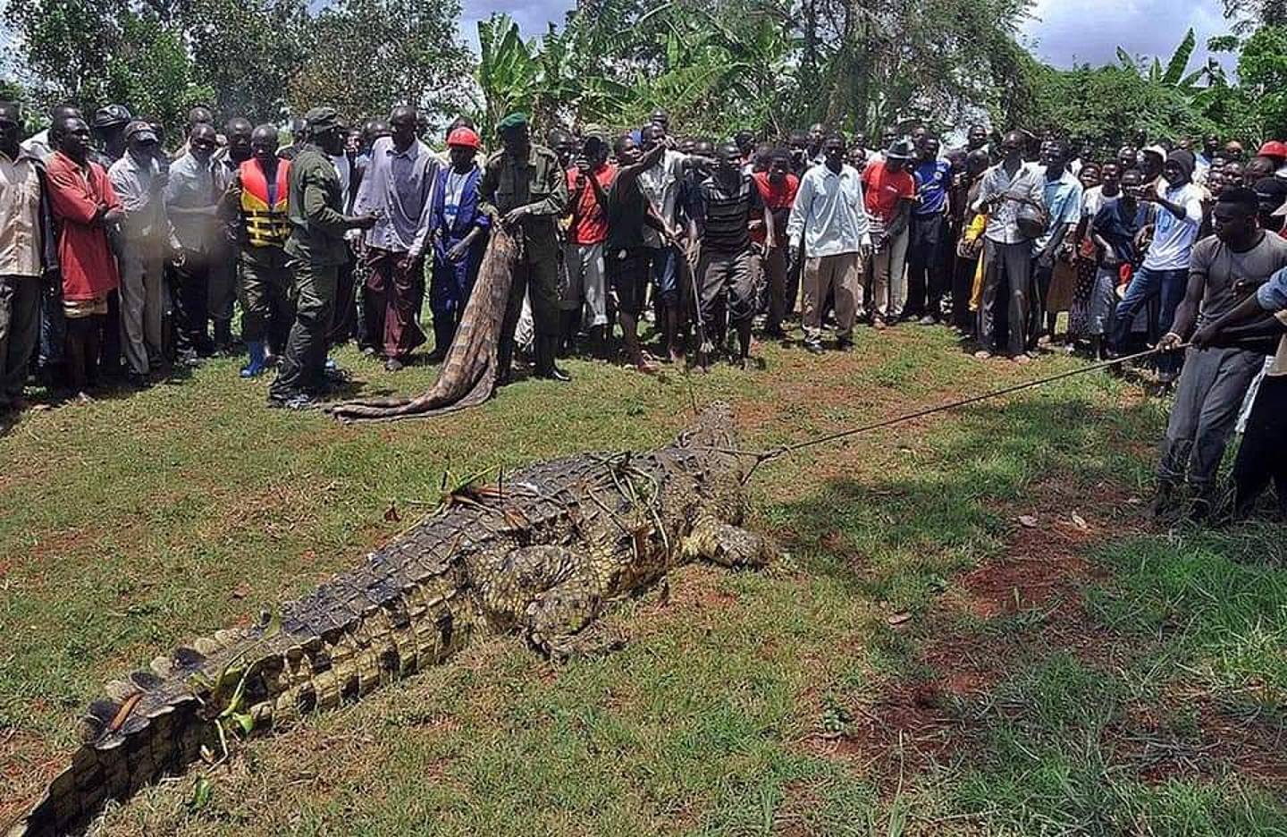 非洲乌干达小村路甘嘉（Luganga）惊现5米长的变种巨鳄，14年间吃掉至少80人，最终政府动员军警及专业人员成功活捉这条食人巨鳄。 （网上图片）