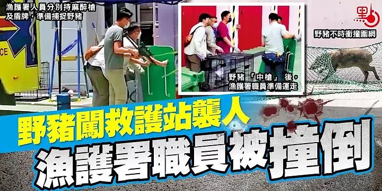 香港野猪再伤人，闯救护站袭击（图） - 1
