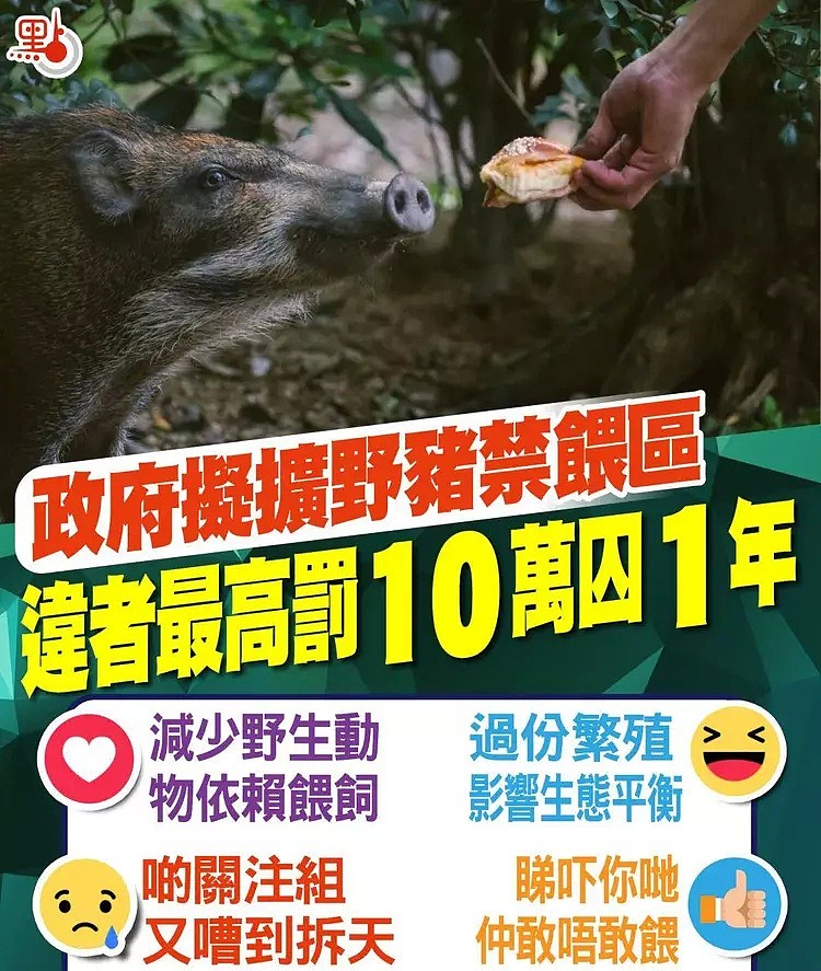 香港野猪再伤人，闯救护站袭击（图） - 2