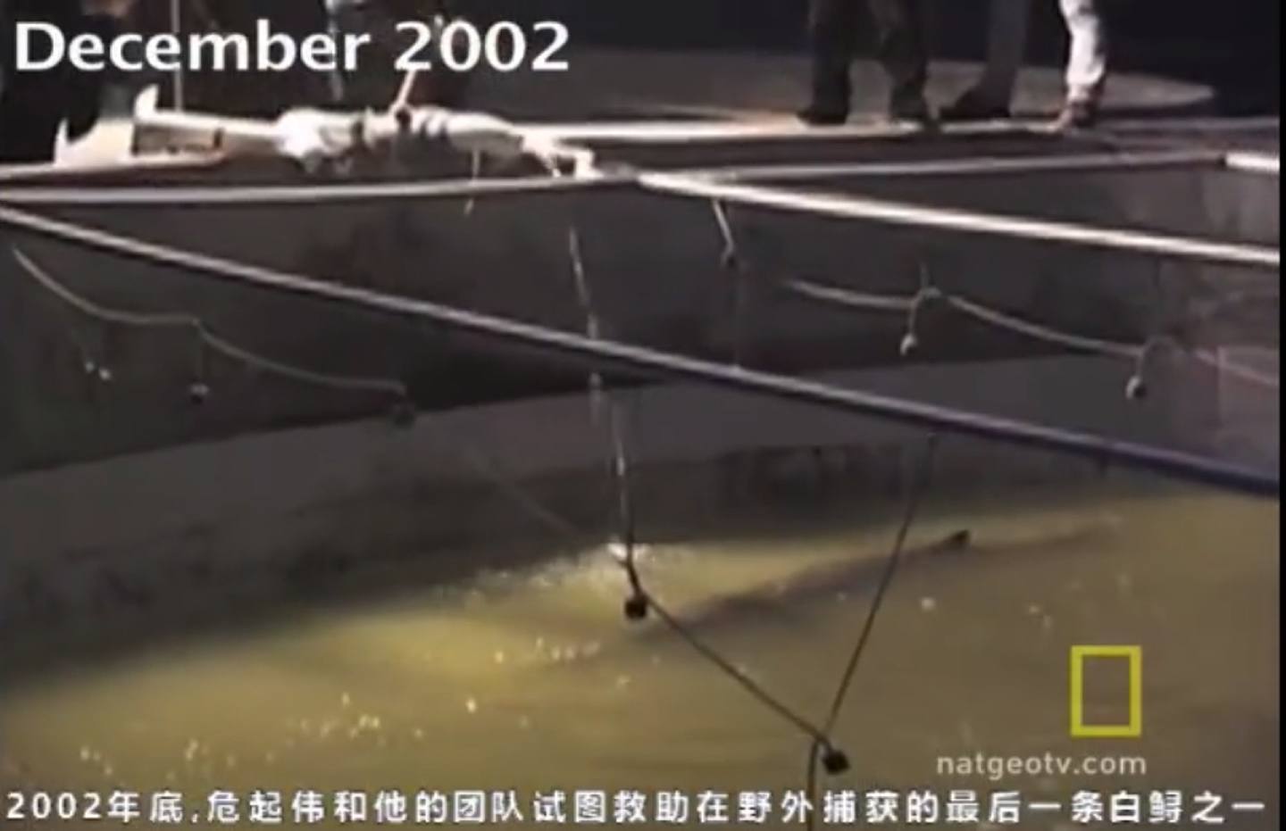 2002年底，危起伟及团队试图救助一条长江白鲟，但它在圈养过程中死亡。 （影片截图）