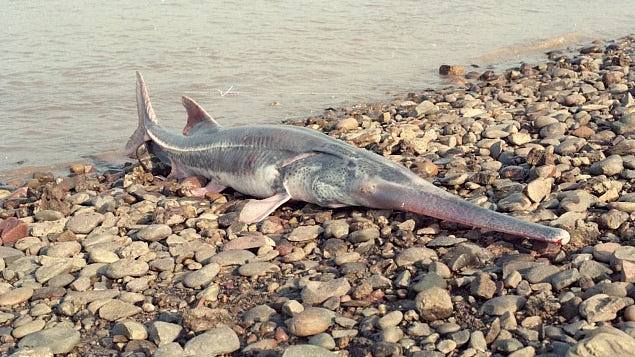 「淡水鱼王」长江白鲟被正式宣布灭绝2003年最后现身长江流域