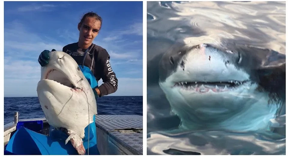 以为钓到肥鱼！ 他捕获超巨海怪「尖吻鲭鲨」 惊剩100公斤鱼头