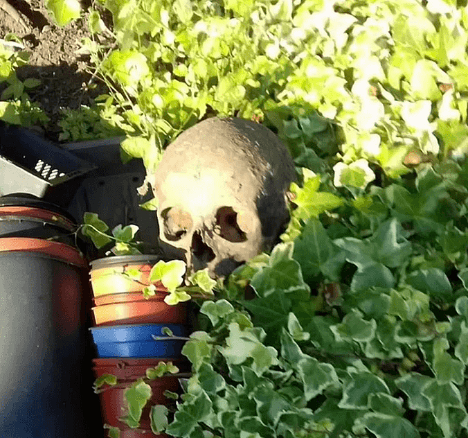 英国老太太家中花园时常出现人骨，竟是隔壁小动物热衷“盗墓”