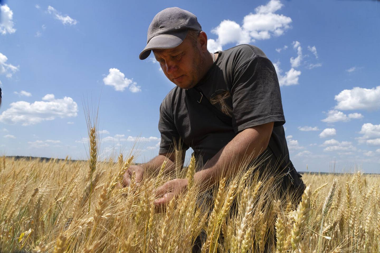 乌克兰局势：俄罗斯2月24日挥军乌克兰后，乌克兰的粮食出口瘫痪，农民生活困苦，尤其是炮火连天的乌克兰东部。 图为2022年6月21日，乌克兰顿涅茨克一名农夫小麦的成熟程度。 （AP）