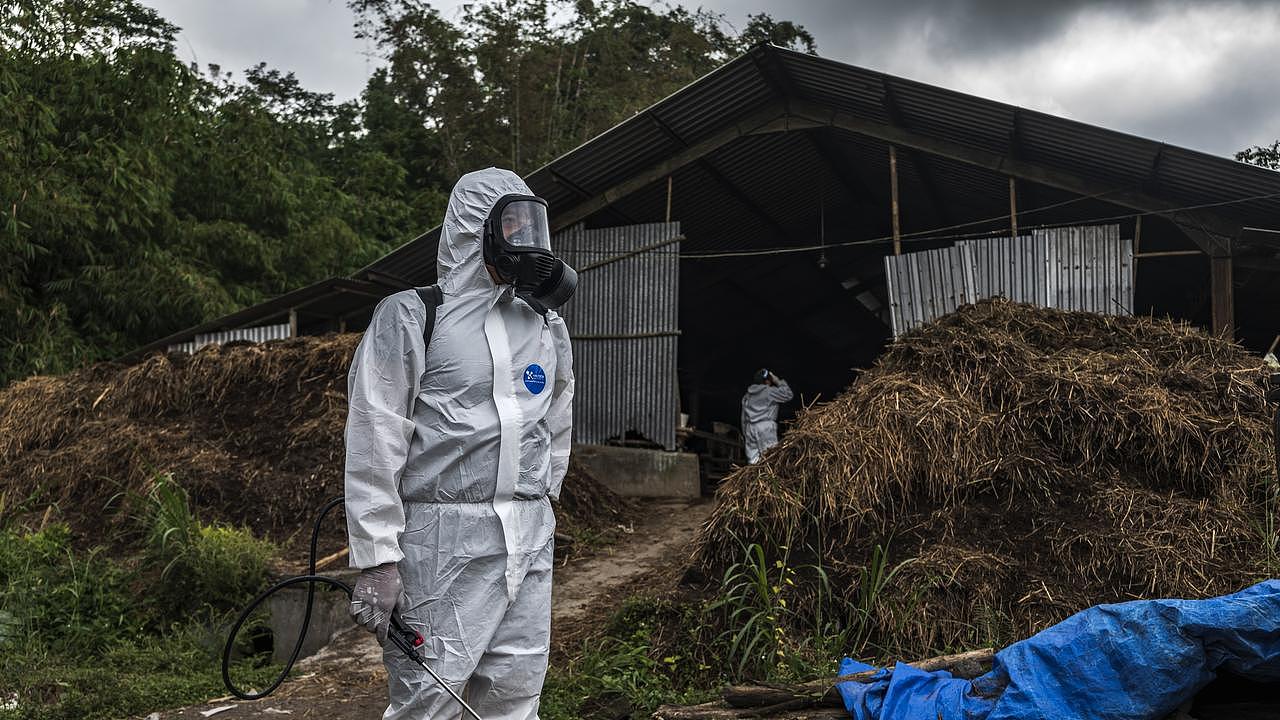 An officer prepares to spray disinfectant on a cattle farm that has been infected with foot and mouth disease on July 22, 2022 in Yogyakarta, Indonesia. Photo by Ulet Ifansasti/Getty Images