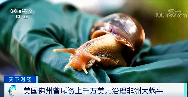 “非洲大蜗牛”入侵美国，繁殖速度巨快已区域性封锁（组图） - 5