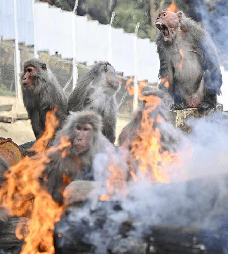 日本山口市发生“人猴大战”：野猴罕见频繁攻击人类，45人受伤（组图） - 3