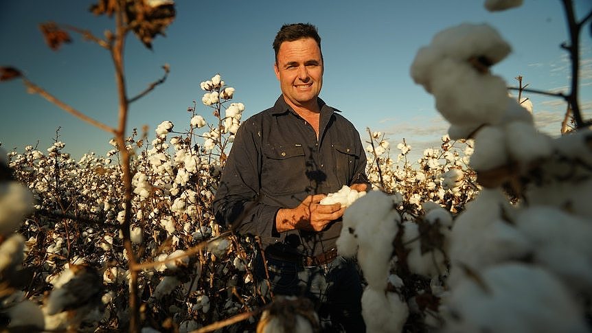 Man standing in cotton field looking at camera