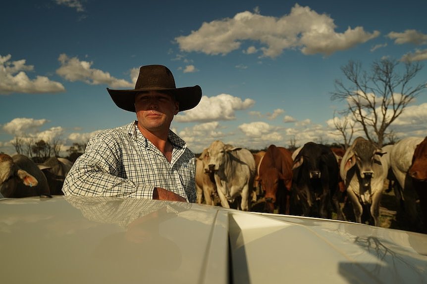 Man wearing cowboy hat standing near white car bonnet in a paddock full of cows