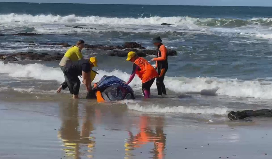 可惜！鲸鱼宝宝搁浅新州海岸，多部门救援仍不幸死亡（组图） - 4