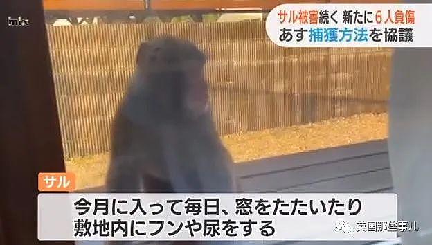 日本上演人猴大战！58人受伤，1只猴子被安乐死，伤害还在继续…（组图） - 3