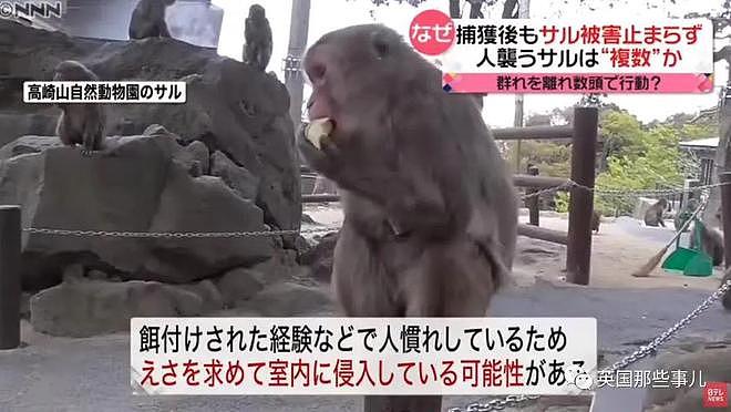 日本上演人猴大战！58人受伤，1只猴子被安乐死，伤害还在继续…（组图） - 20