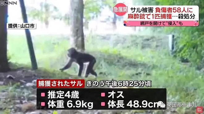 日本上演人猴大战！58人受伤，1只猴子被安乐死，伤害还在继续…（组图） - 17