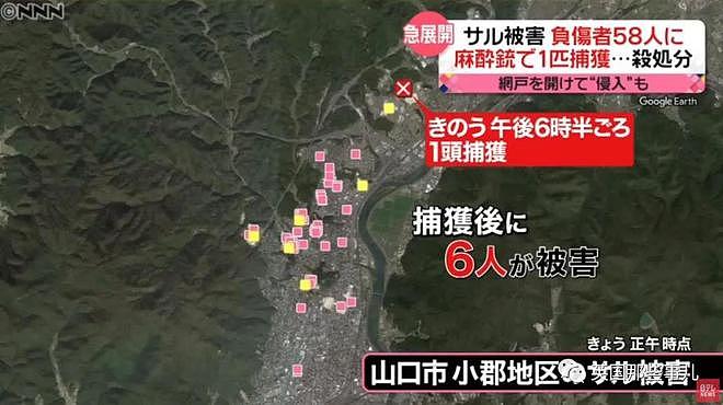 日本上演人猴大战！58人受伤，1只猴子被安乐死，伤害还在继续…（组图） - 18