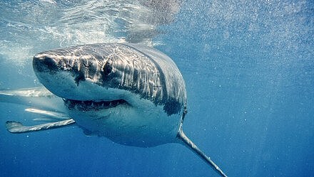 网红疑用濒危大白鲨做美食 警方回应：确是大白鲨（视频/组图） - 1