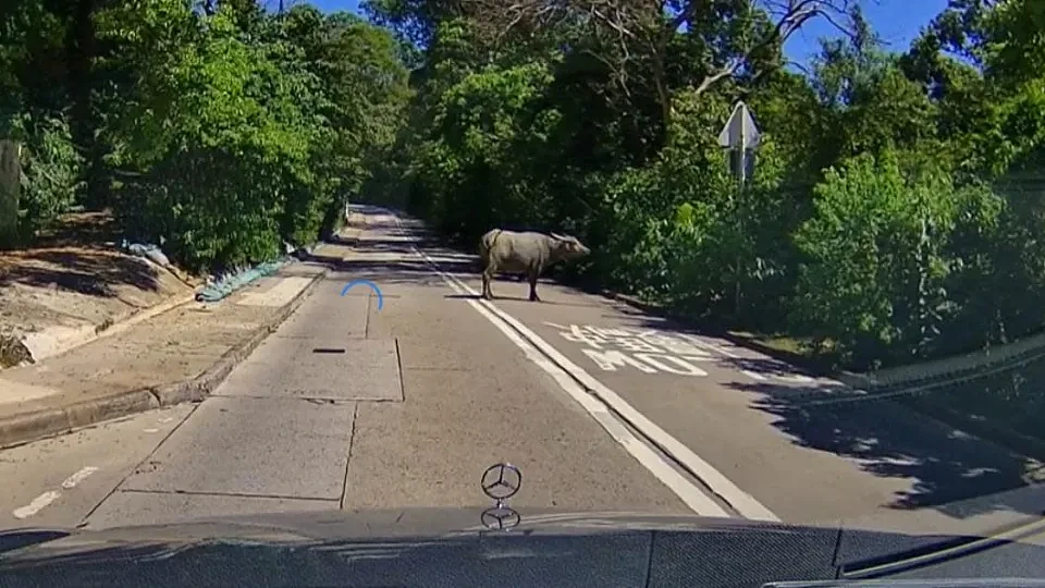 西沙路扩建后，牛只开始出现在大马路上。 （图／翻摄自十四乡牛牛粉丝专页）