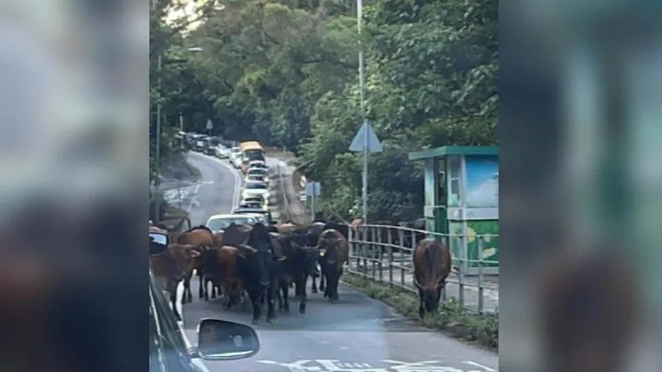 牛群导致交通堵塞。 （图／翻摄自FACEBOOK 香港交通事故及突发事件）