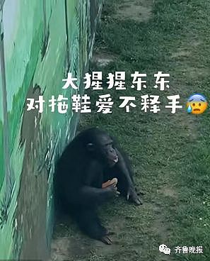 山东大猩猩火了，游客拖鞋掉入领地，它精准扔回（视频/图） - 3