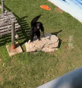 山东大猩猩火了，游客拖鞋掉入领地，它精准扔回（视频/图） - 7