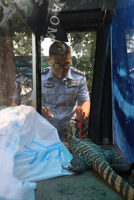 身长1.5米，北京一居民家中惊现极危物种圆鼻巨蜥（图） - 3
