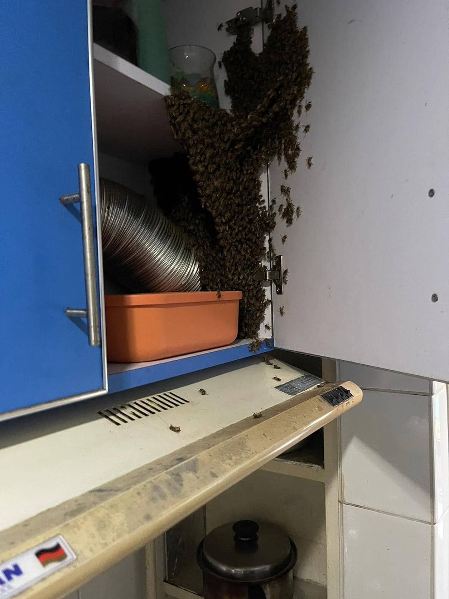 有荃湾福来村居民于网上发文表示，她日前进入厨房，发现橱柜于一日间满布蜜蜂。 （fb群组「荃湾人」图片）