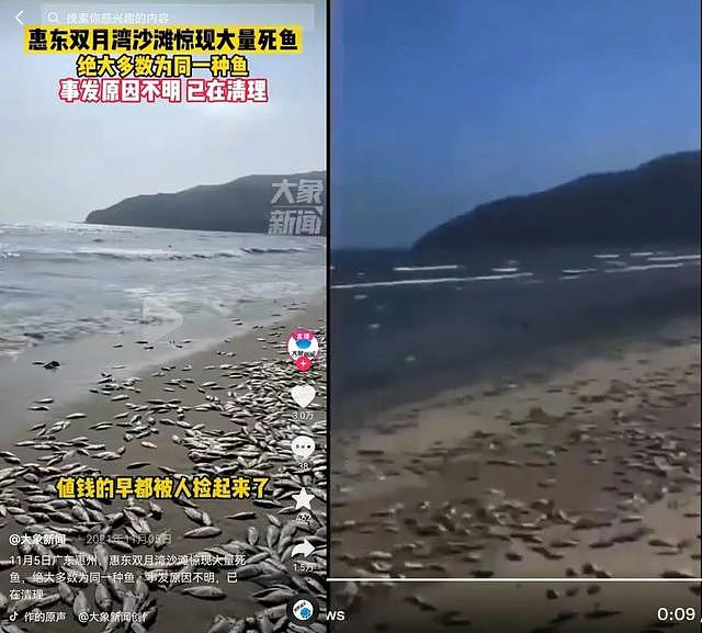 海滩上出现大量死鱼，系解放军演习所致？（组图） - 4
