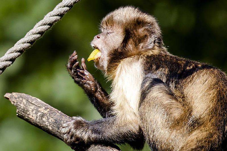 巴西發生多起靈長類動物遭襲擊的事件後，世界衛生組織（WHO）強調猴痘爆發與猴子無關。（Getty Images）